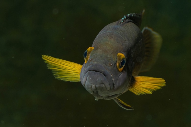 Neolamprologus bifasciatus 'Muzi'